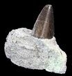 Serrated Allosaurus Tooth In Matrix - Colorado #42228-1